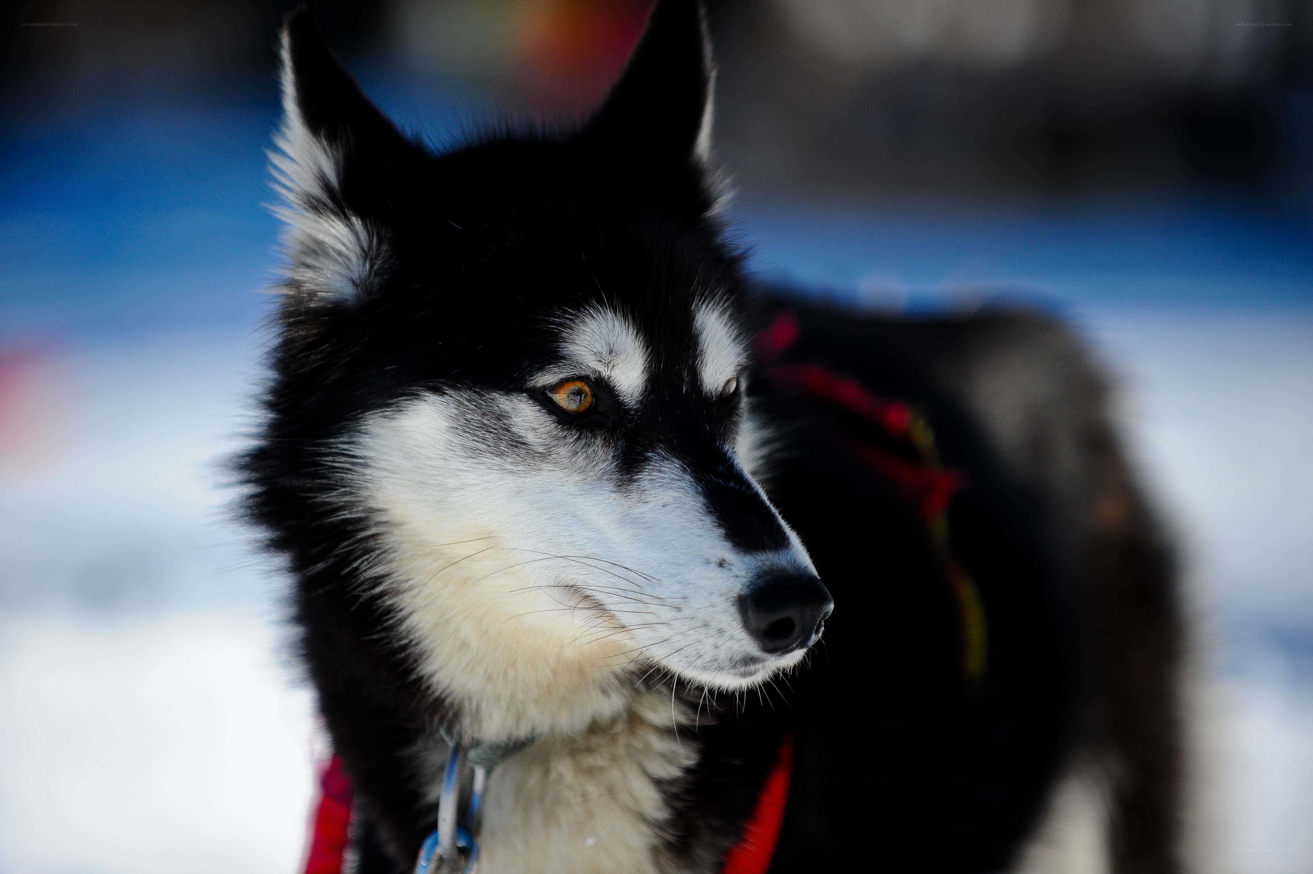 Siberian Husky in the snow