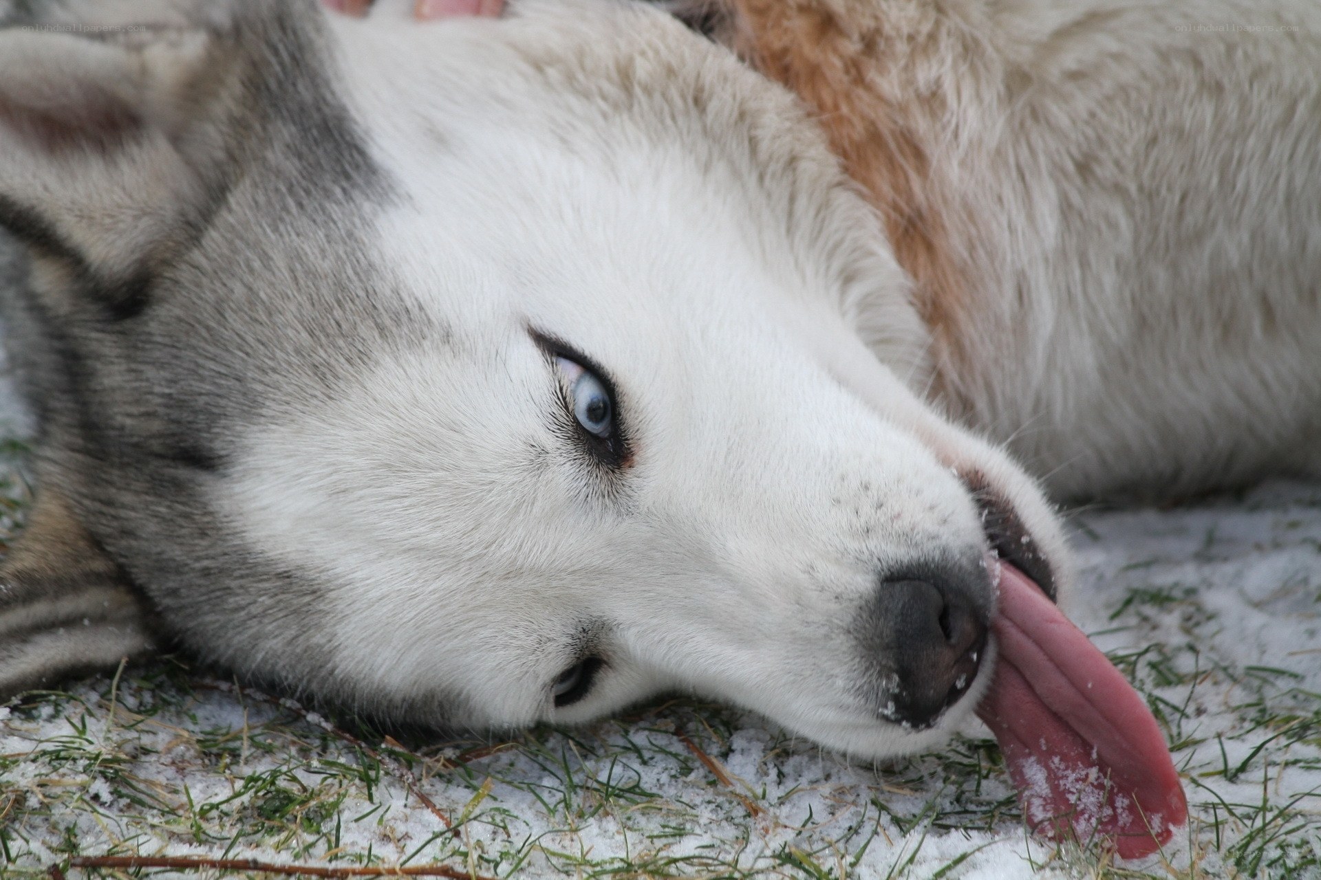 Siberian Husky in the snow