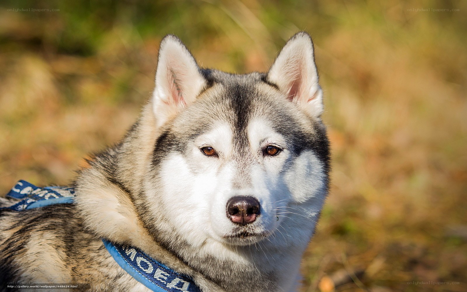 Siberian Husky in the Sun