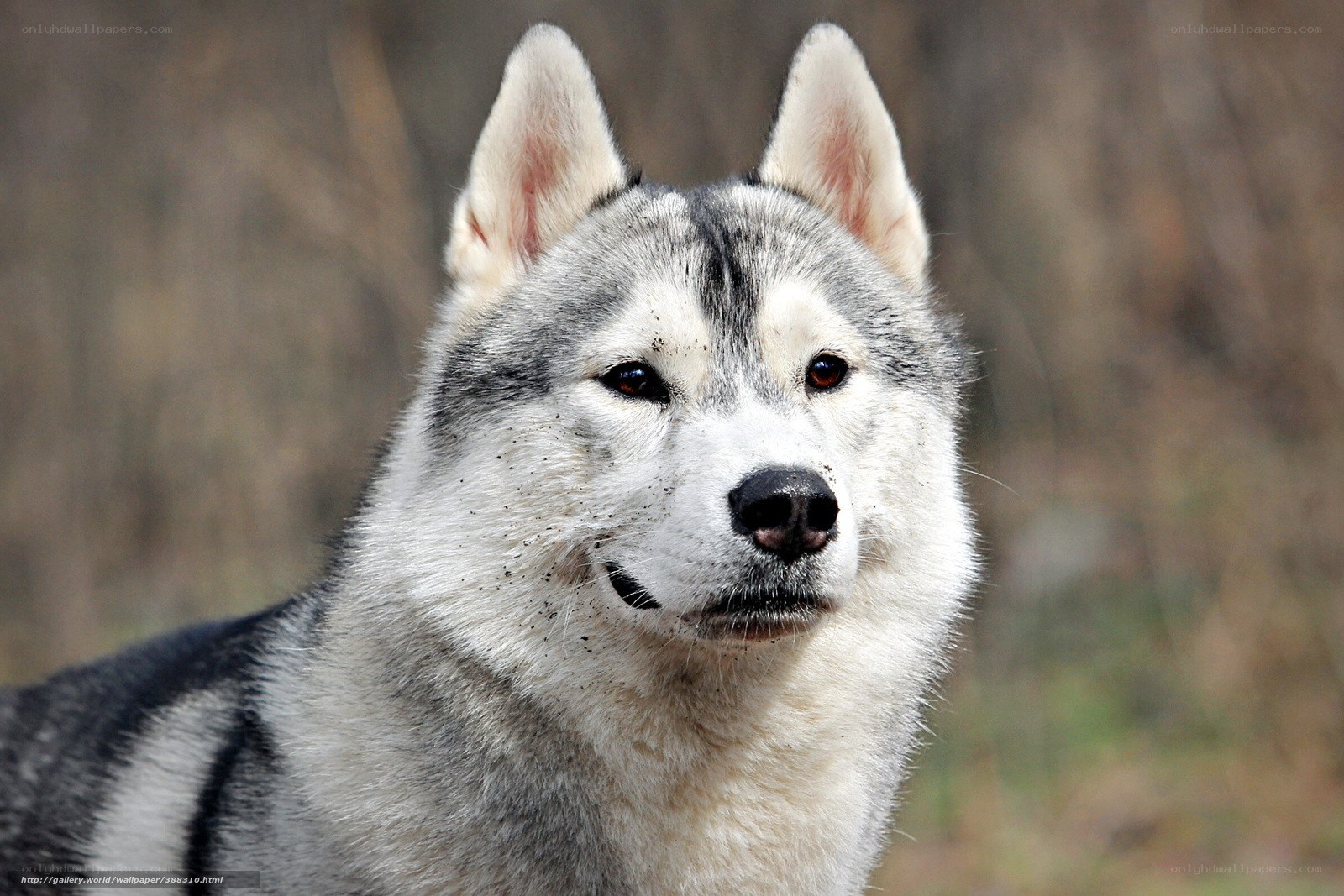 Siberian Husky in the wild