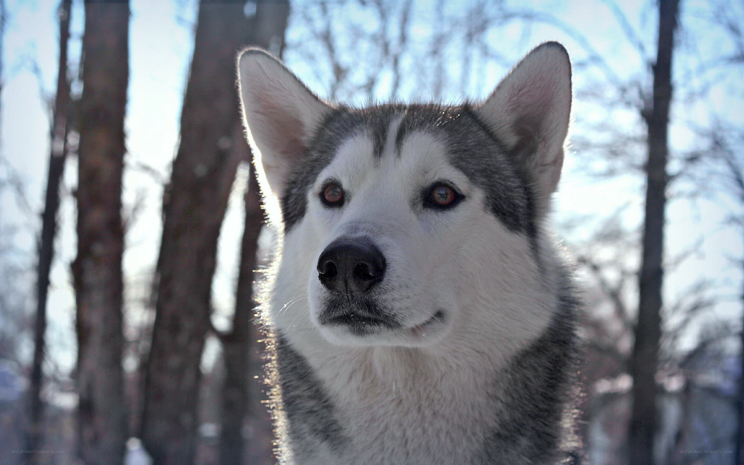 Siberian Husky in winter forest