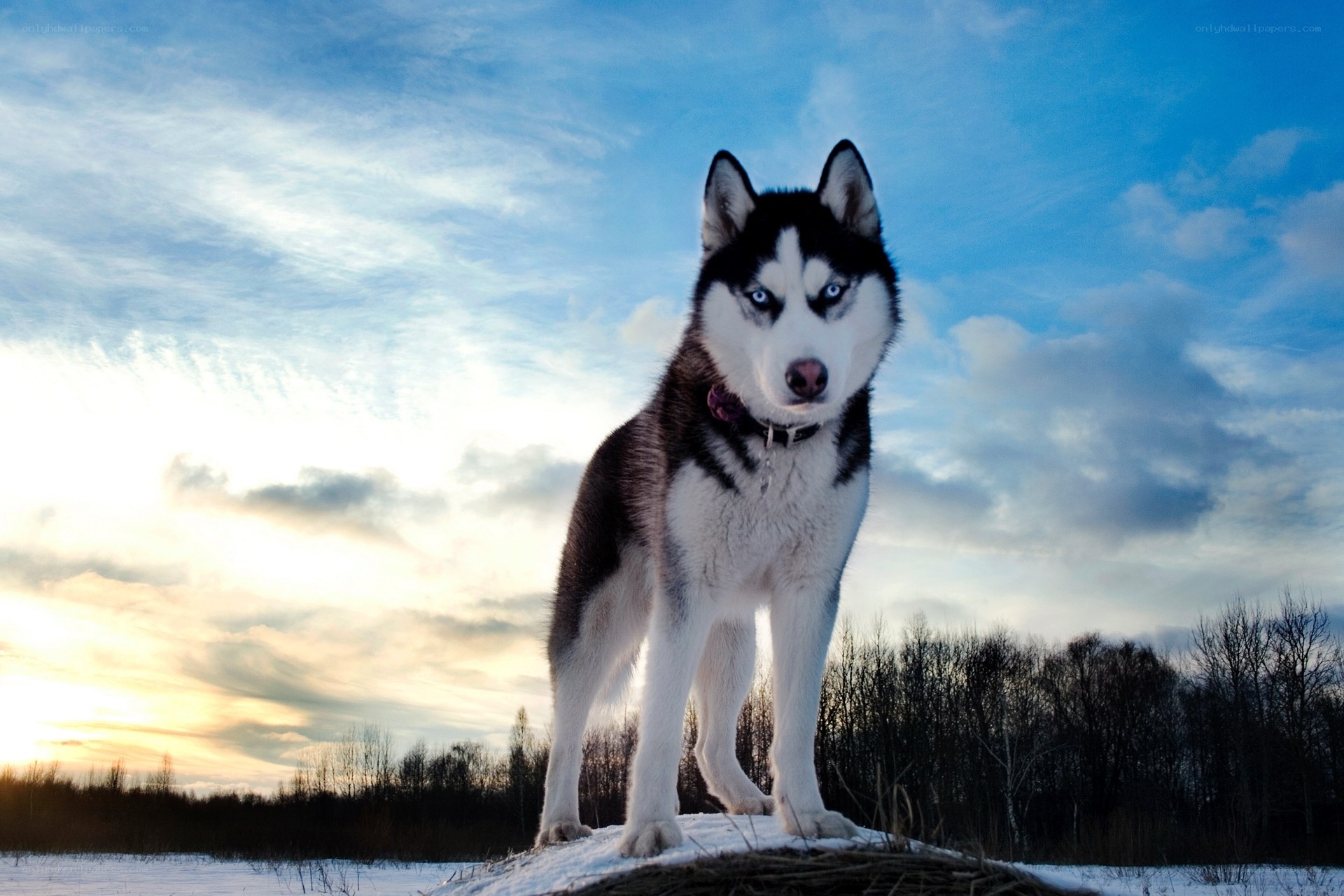 Siberian Husky in winter landscape