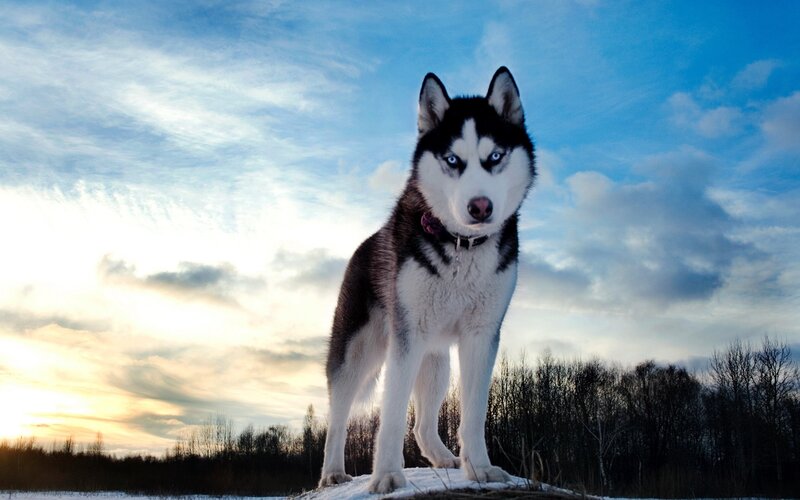 Siberian Husky in winter landscape