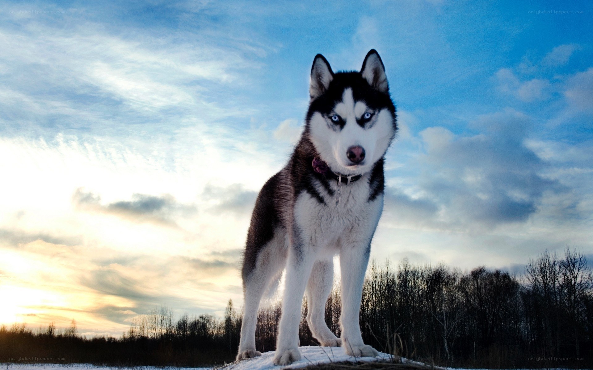 Siberian Husky in winter landscape