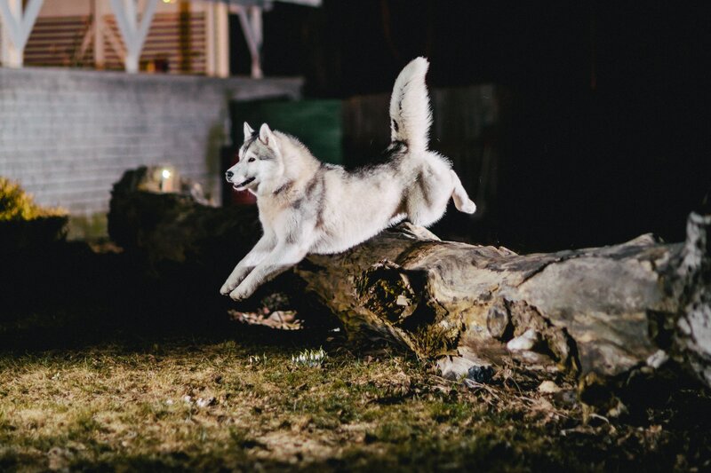 Siberian Husky jumping at night
