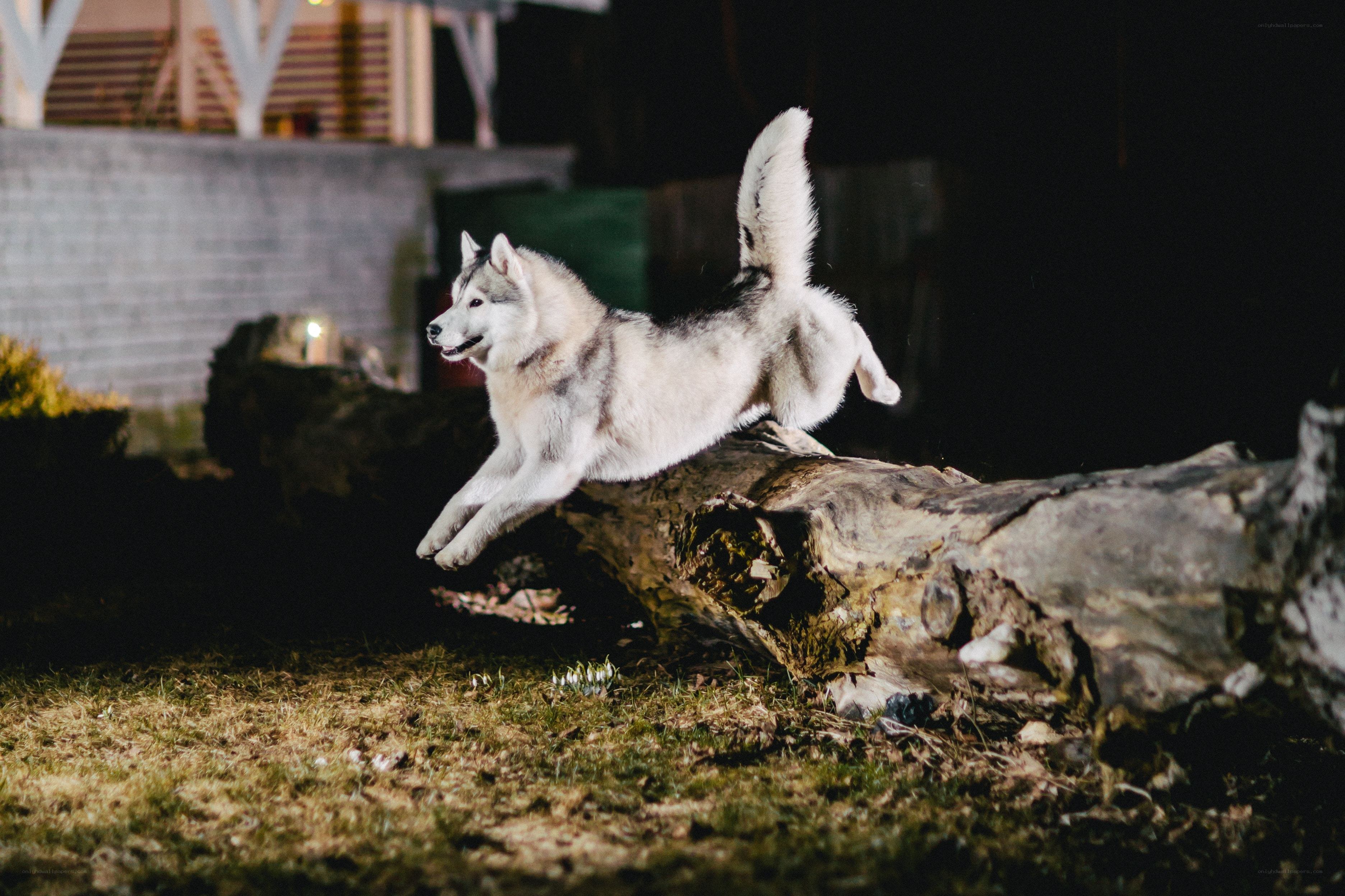 Siberian Husky jumping at night