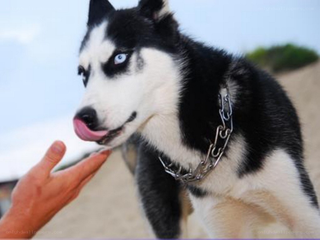 Siberian Husky licking hand