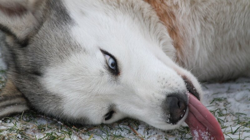 Siberian Husky lying in snow