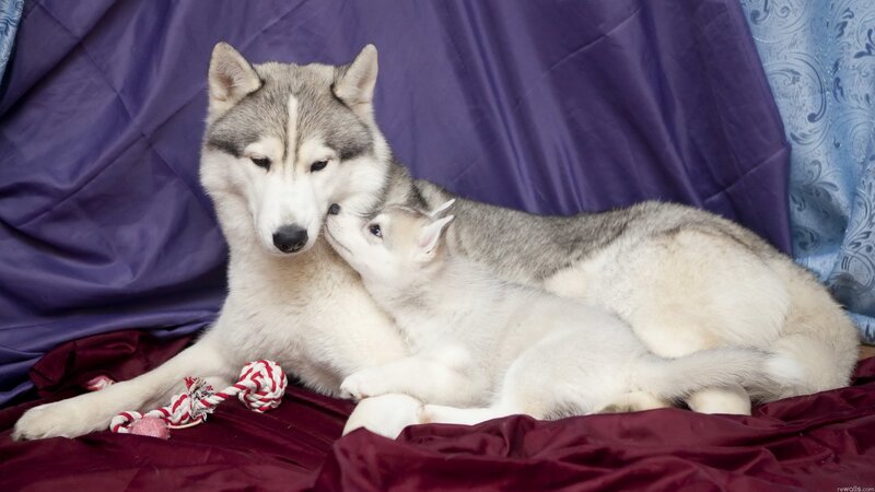 Siberian Husky mother and puppy