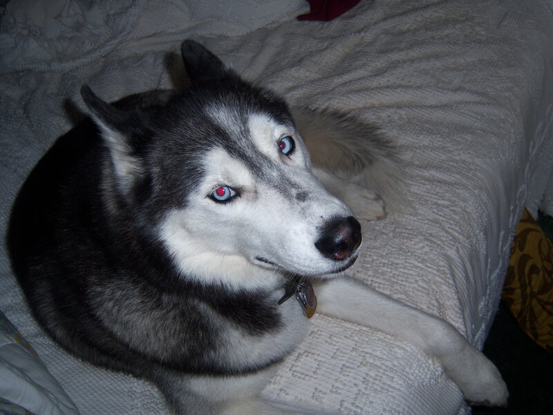 Siberian Husky on a blanket