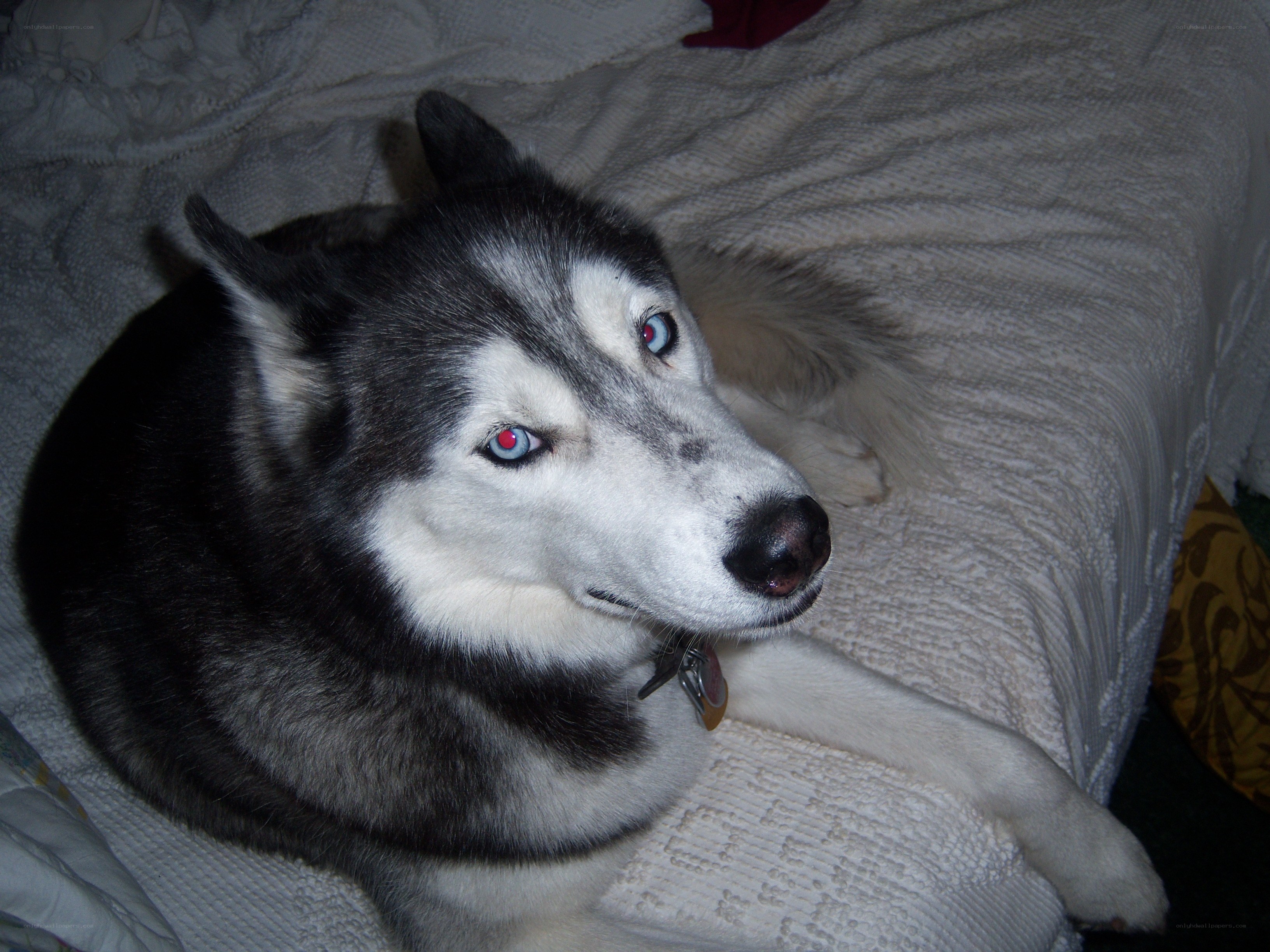 Siberian Husky on a blanket