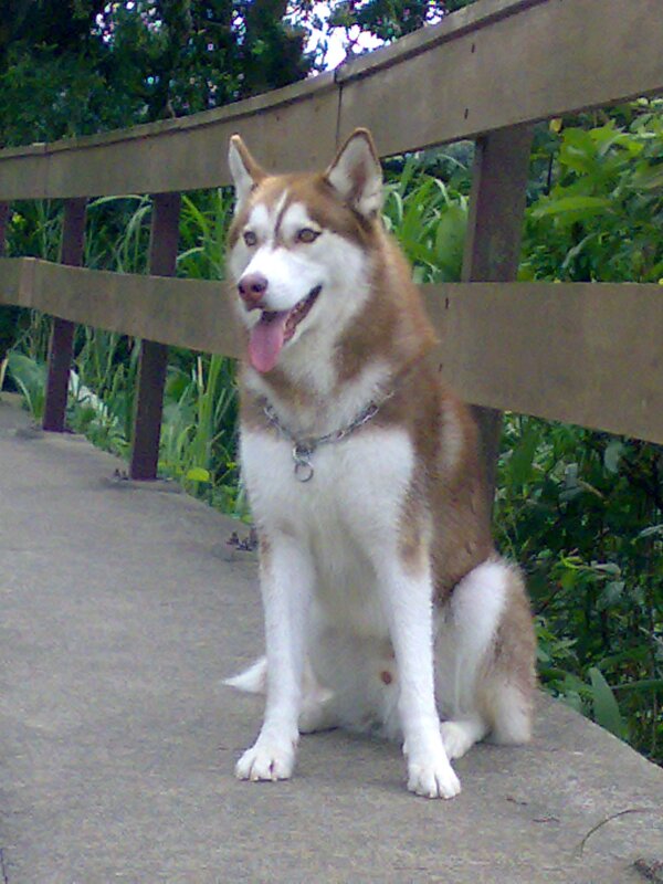 Siberian Husky on a bridge