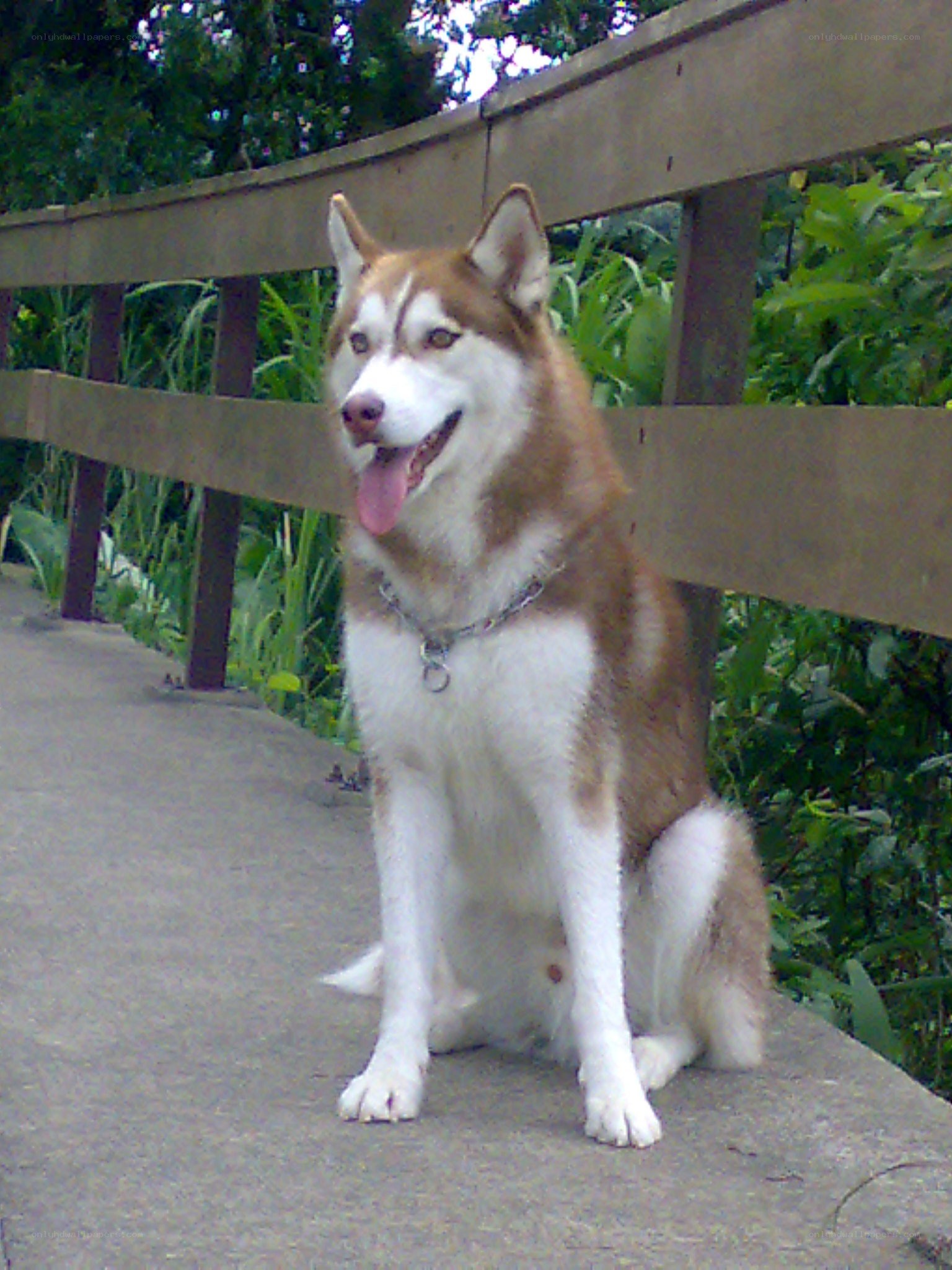 Siberian Husky on a bridge