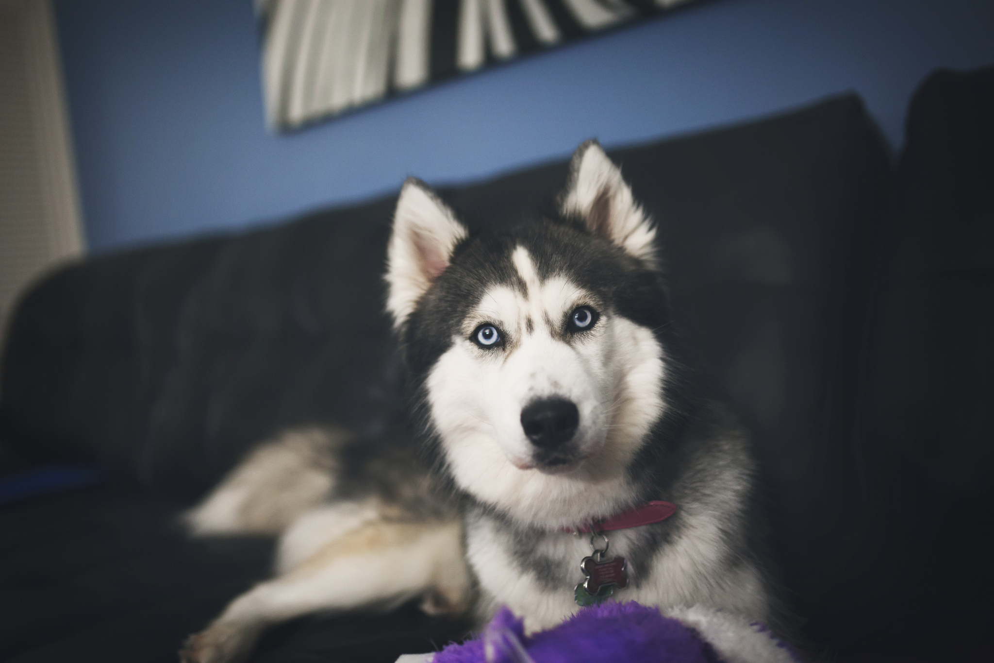 Siberian Husky on a couch