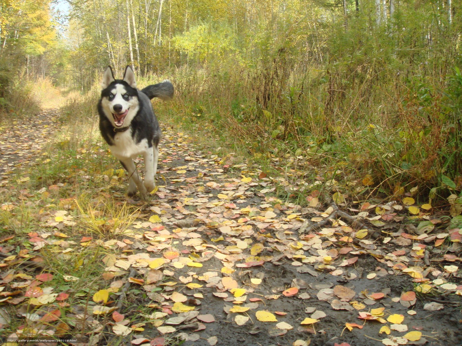 Siberian Husky on a forest trail