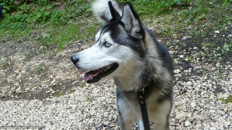 Siberian Husky on a gravel path