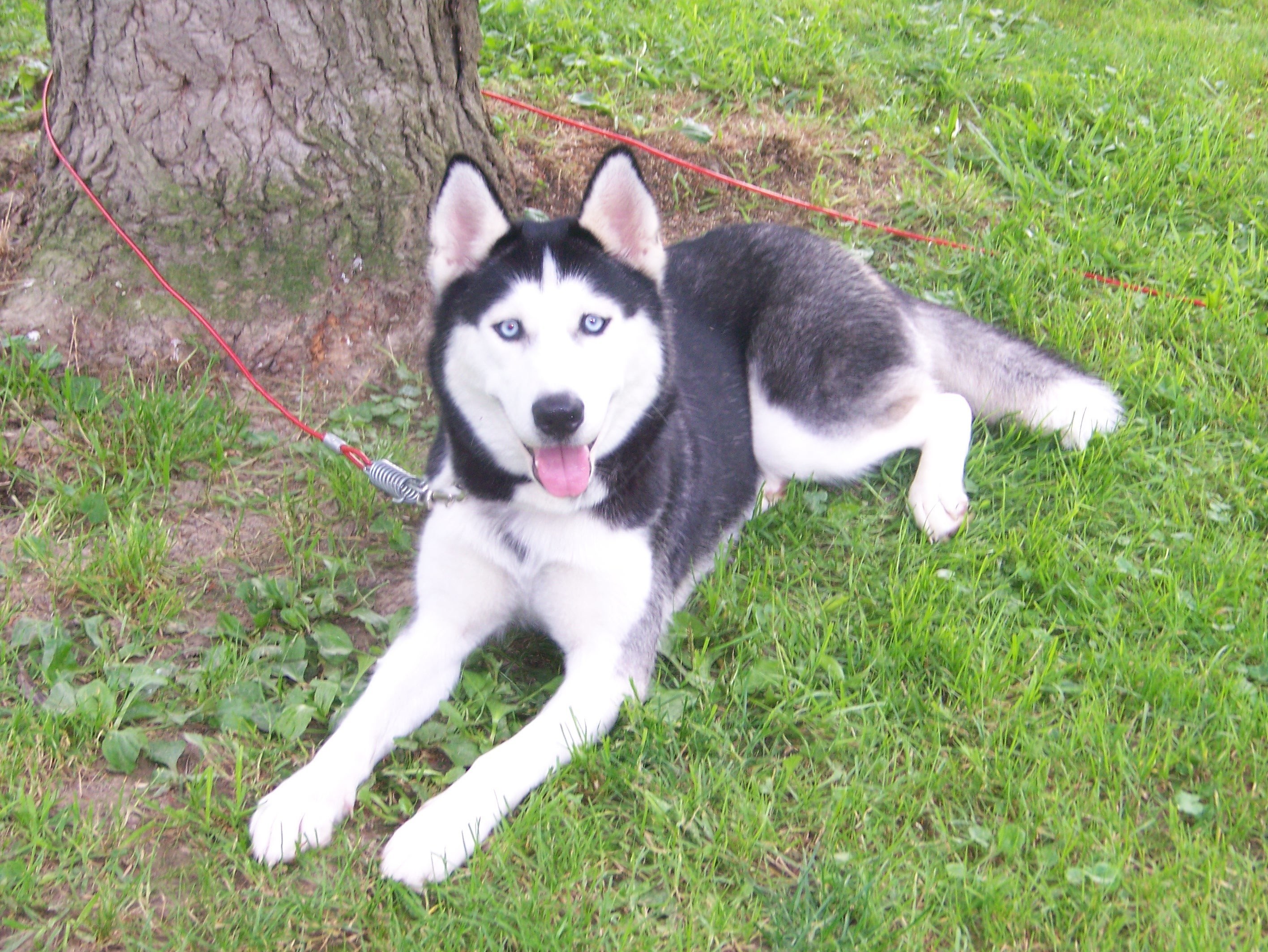 Siberian Husky on a leash
