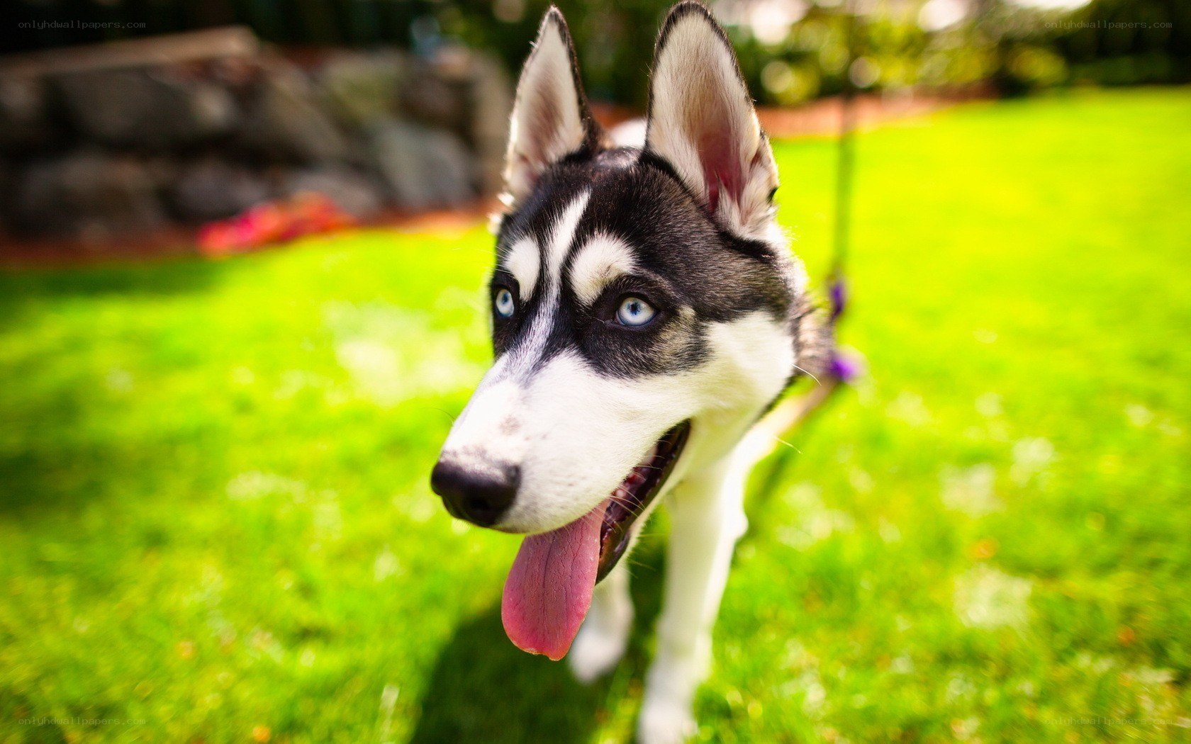 Siberian Husky on a leash