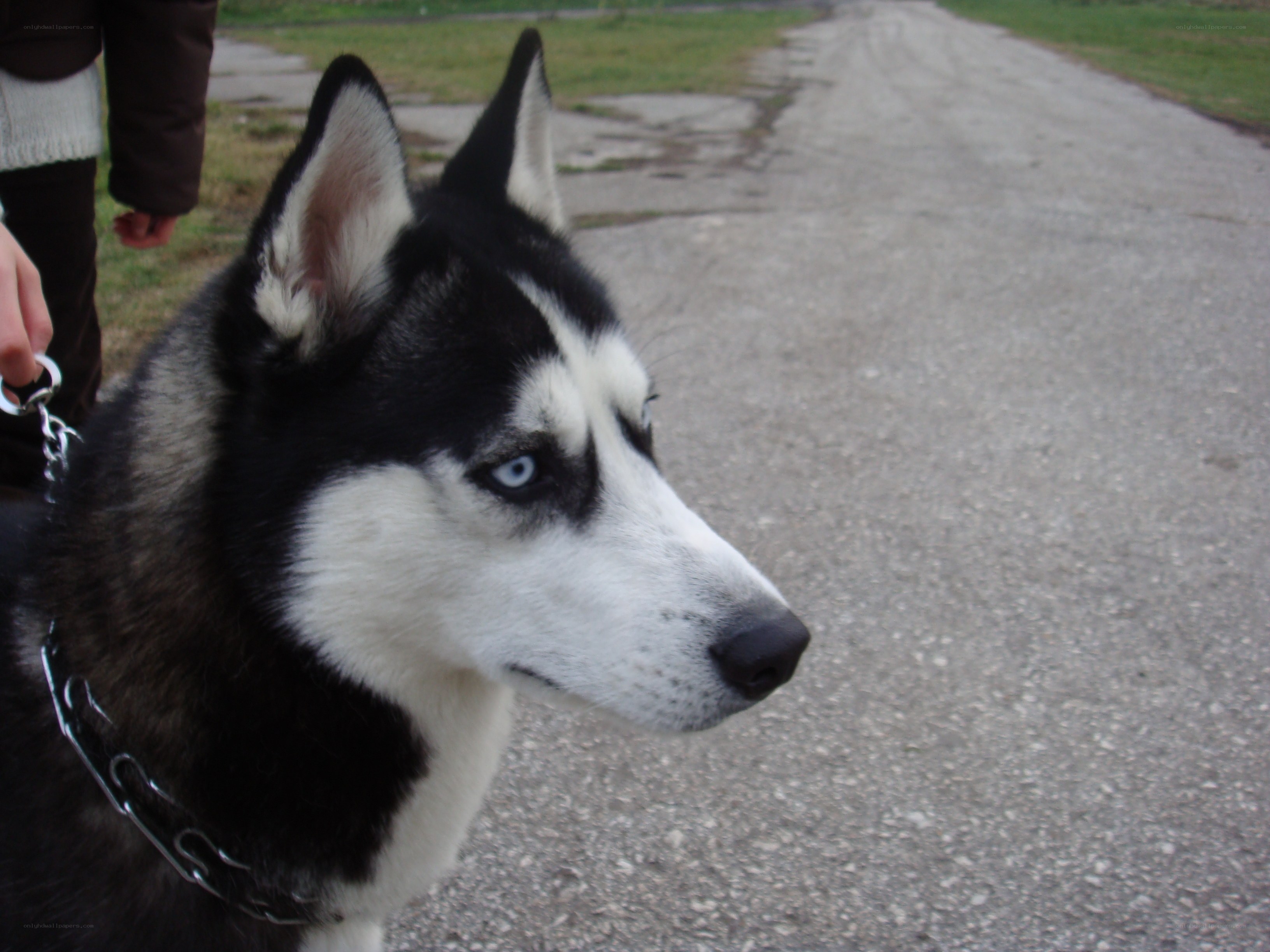 Siberian Husky on a walk