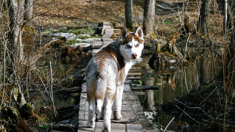 Siberian Husky on a wooden bridge