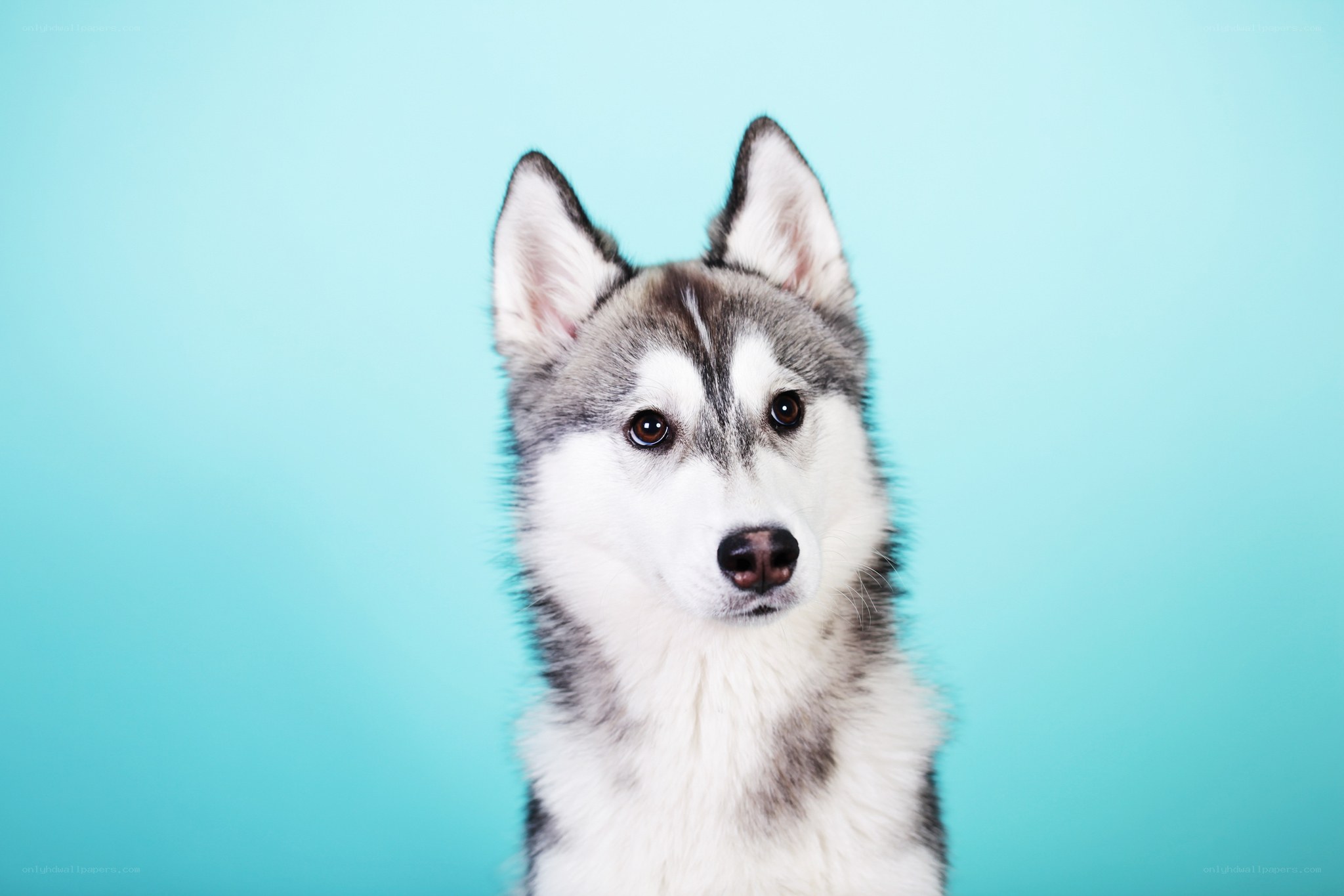 Siberian Husky on blue background