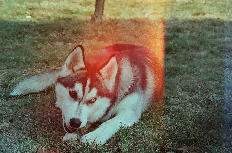 Siberian Husky on grass