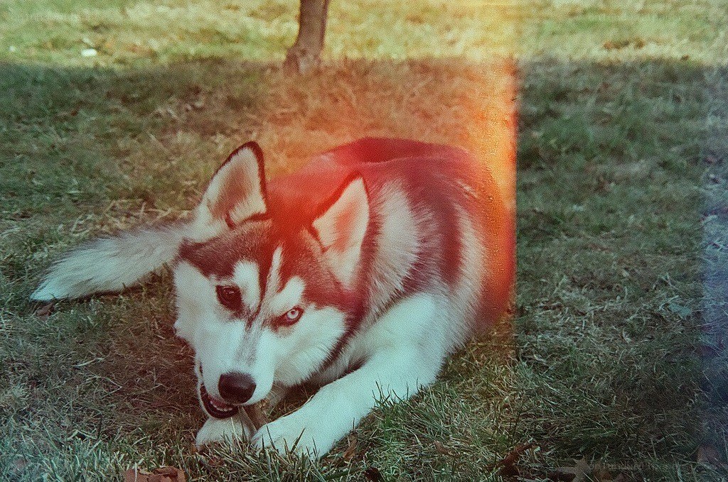 Siberian Husky on grass
