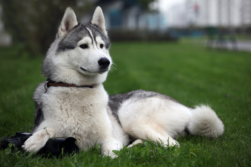 Siberian Husky on grass