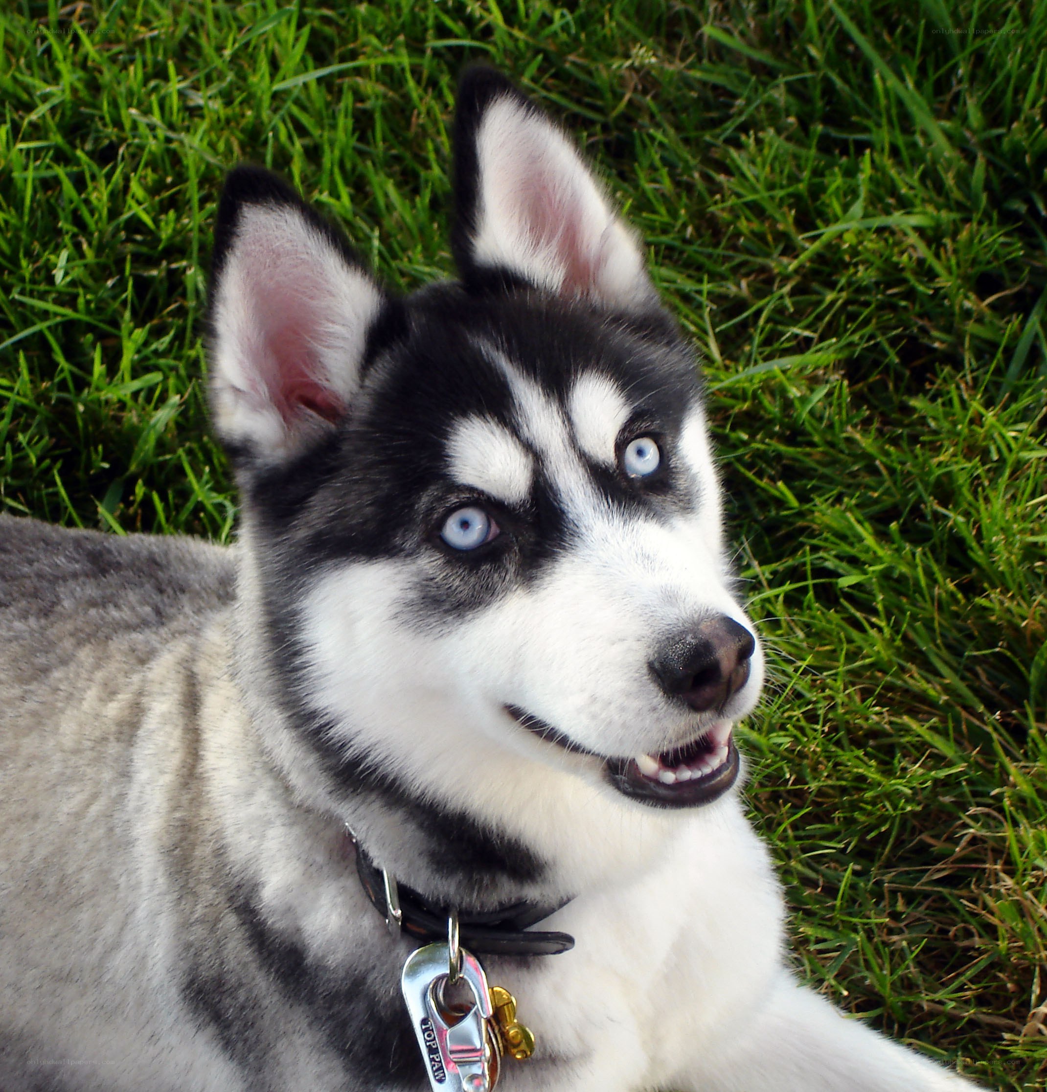 Siberian Husky on grass