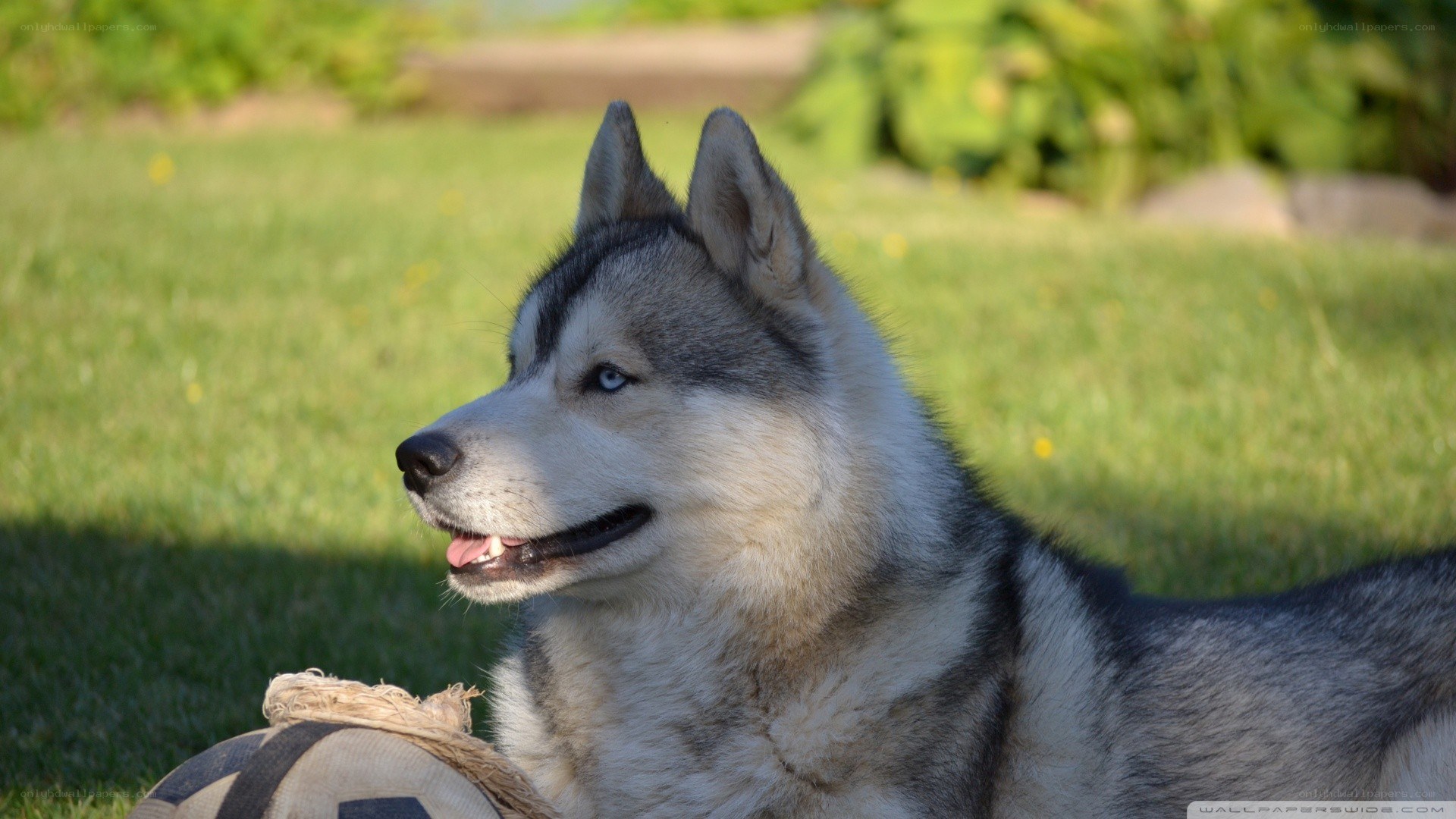 Siberian Husky on grass
