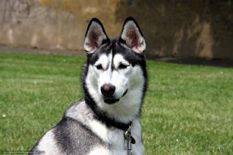 Siberian Husky on grass