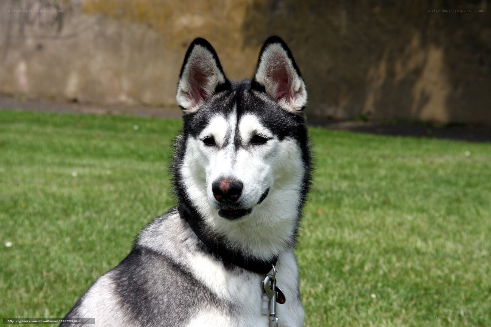 Siberian Husky on grass