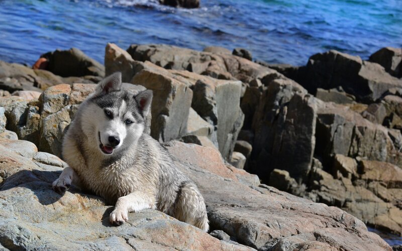 Siberian Husky on rocky shore