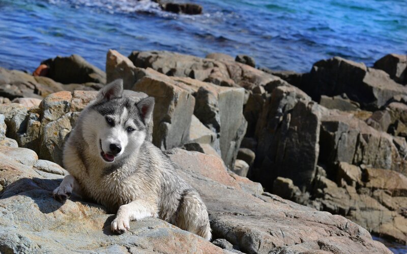 Siberian Husky on rocky shore