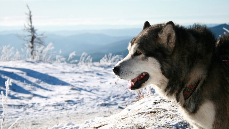 Siberian Husky on snowy mountain
