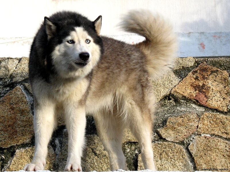 Siberian Husky on stone wall