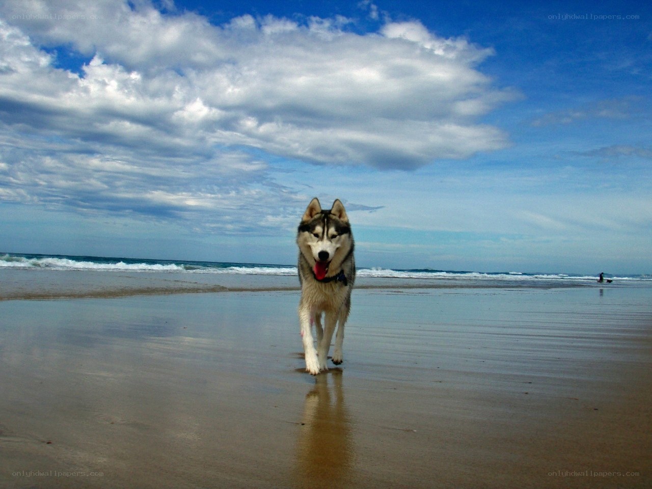 Siberian Husky on the beach