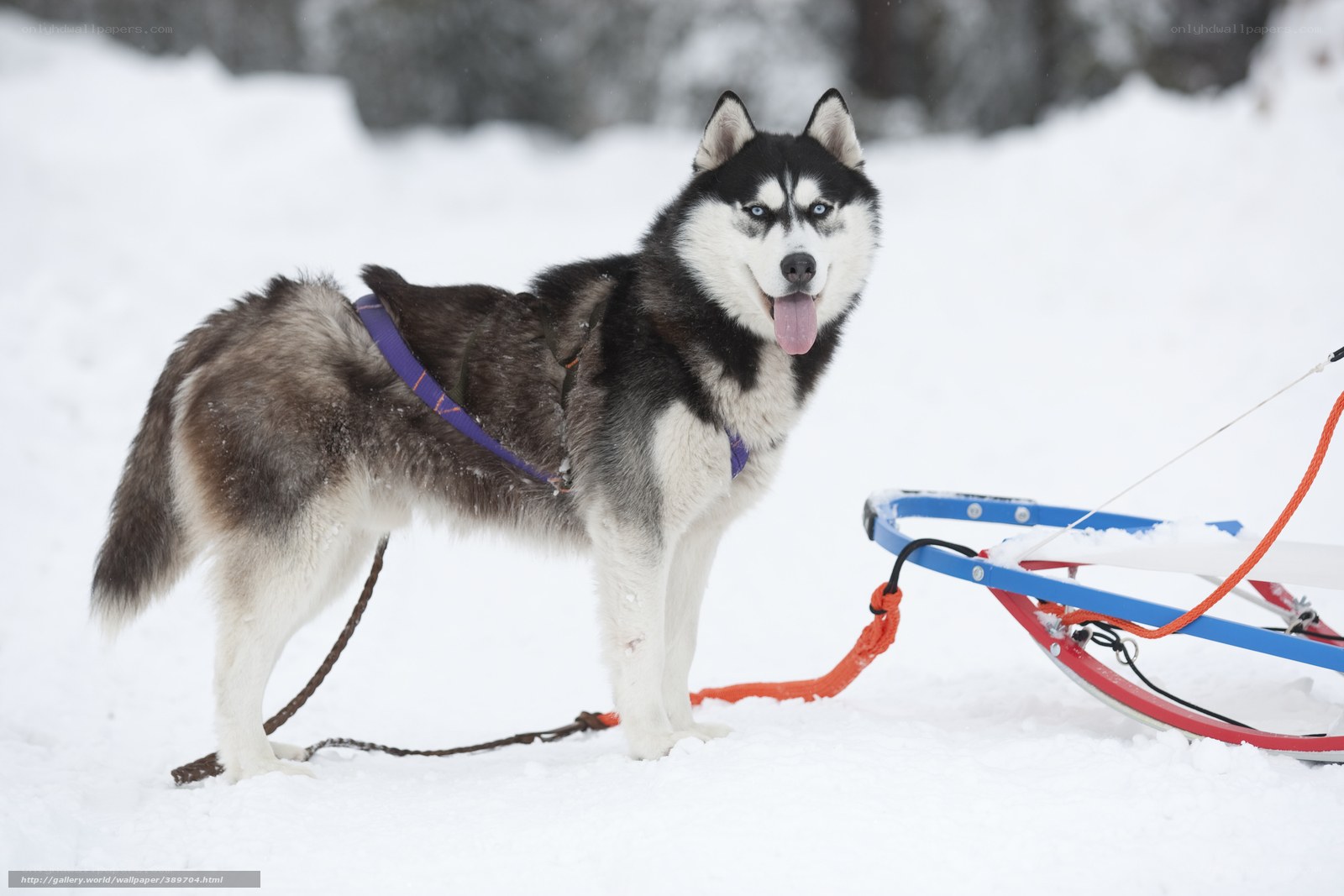 Siberian Husky pulling sled