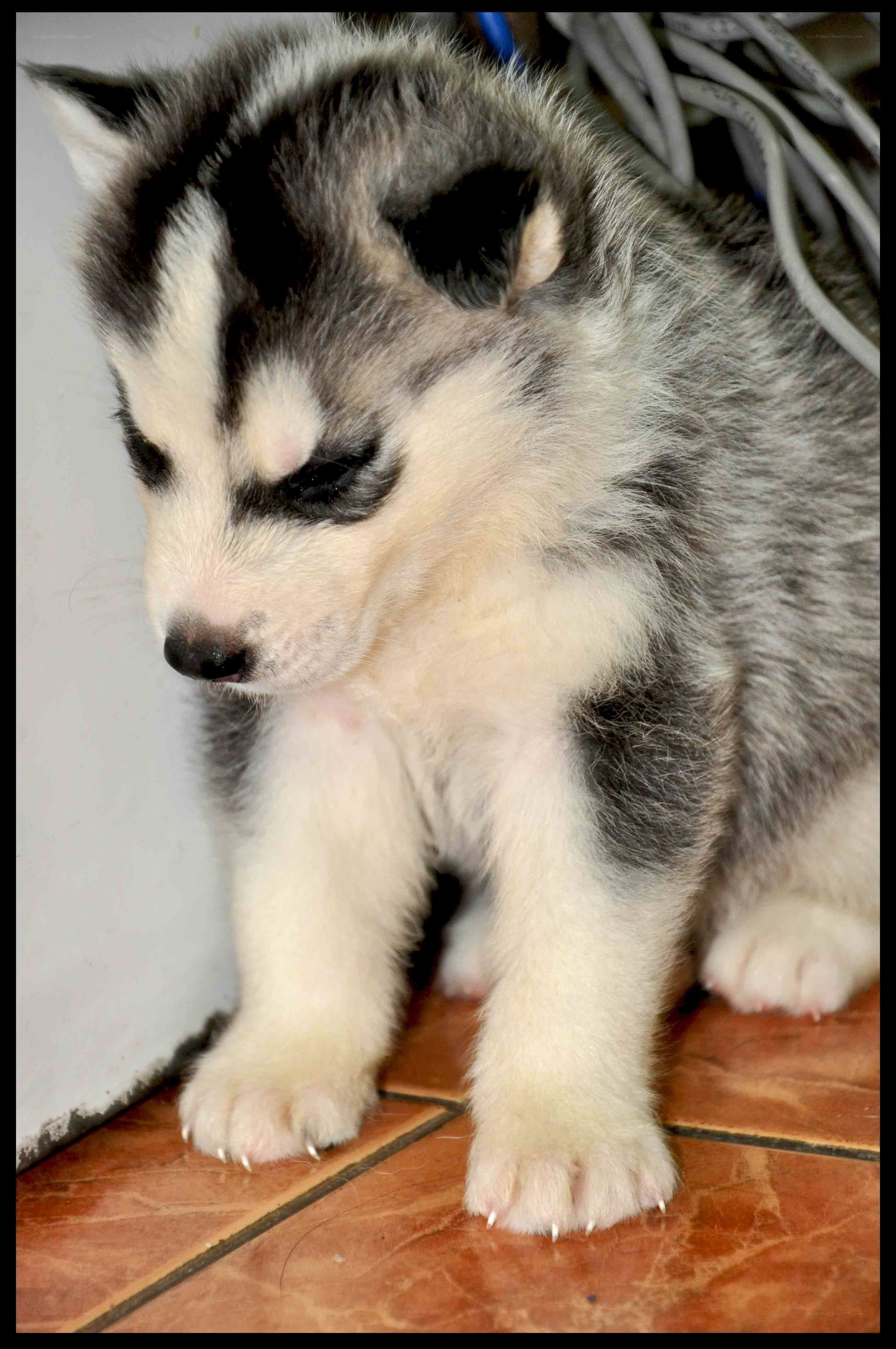 Siberian Husky puppy