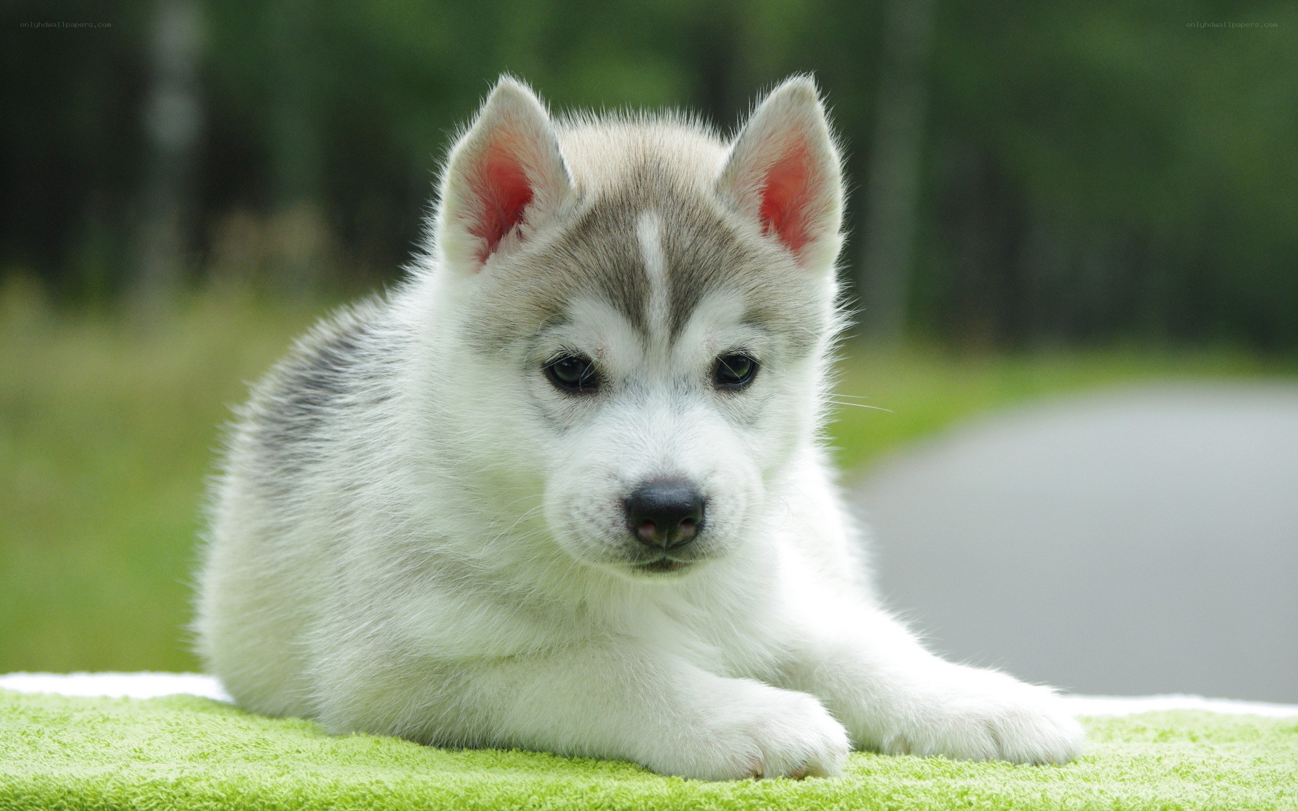 Siberian Husky puppy