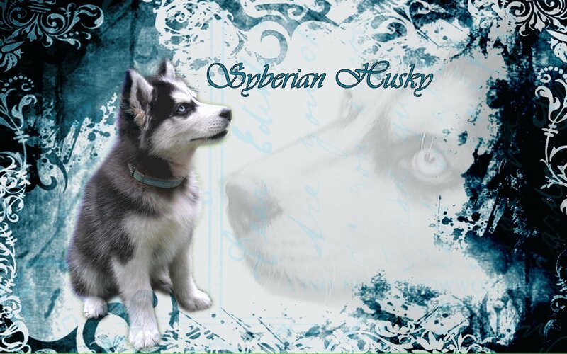 Siberian Husky Puppy — Blue