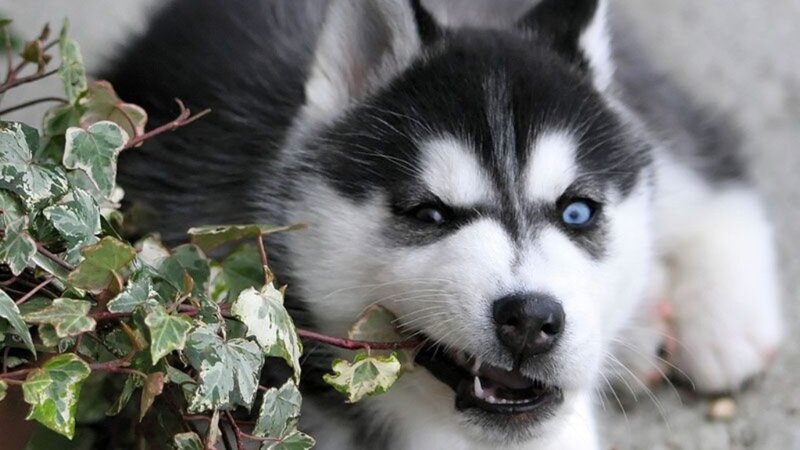 Siberian Husky puppy chewing leaves