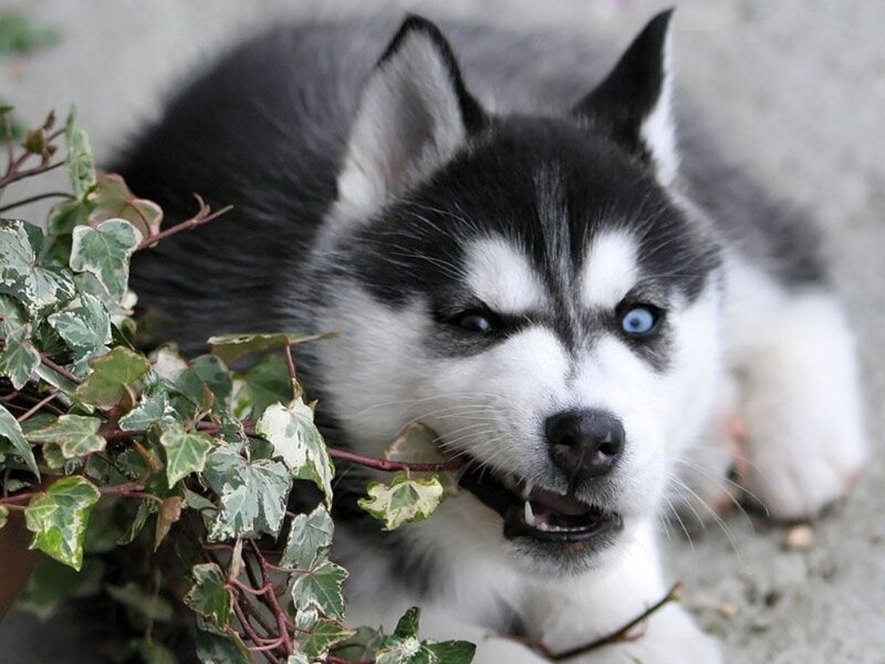 Siberian Husky puppy chewing plant