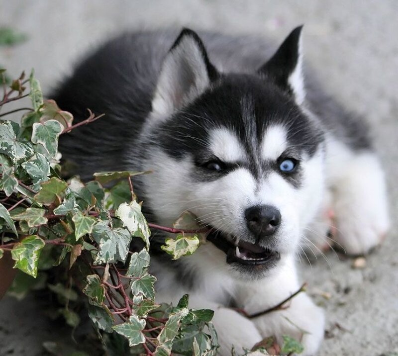 Siberian Husky puppy chewing plant