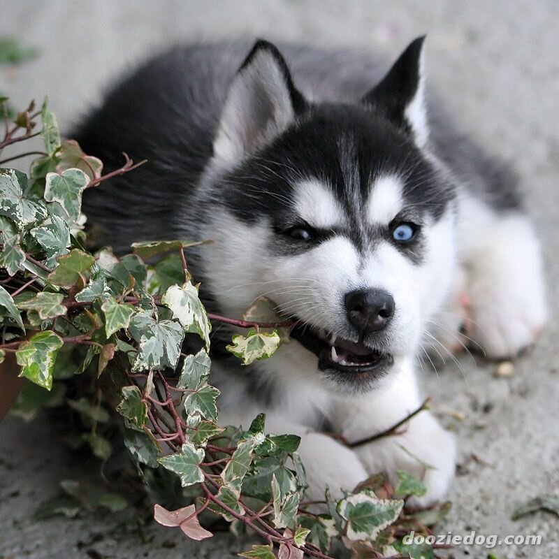 Siberian Husky puppy chewing plant