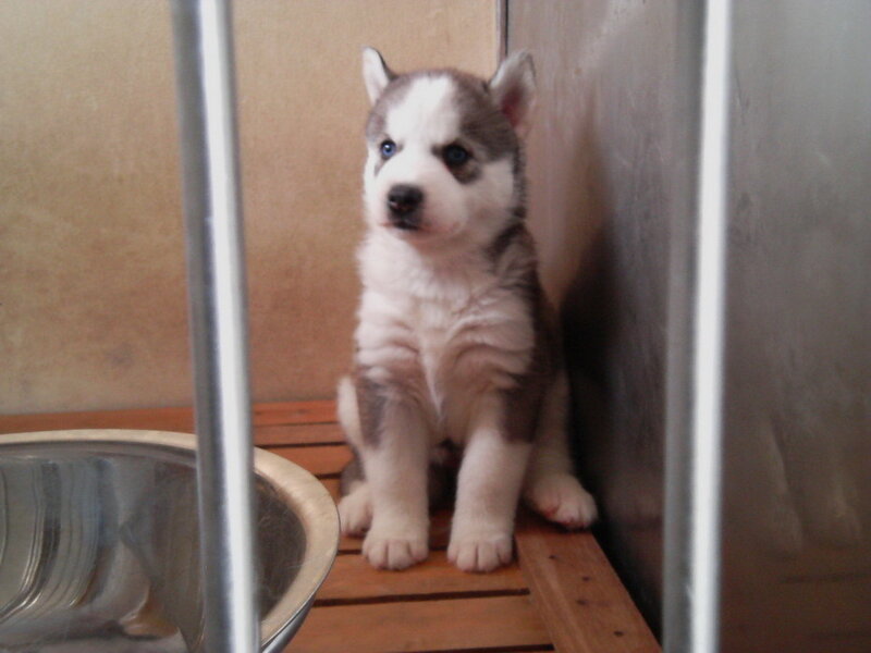 Siberian Husky puppy in a pen