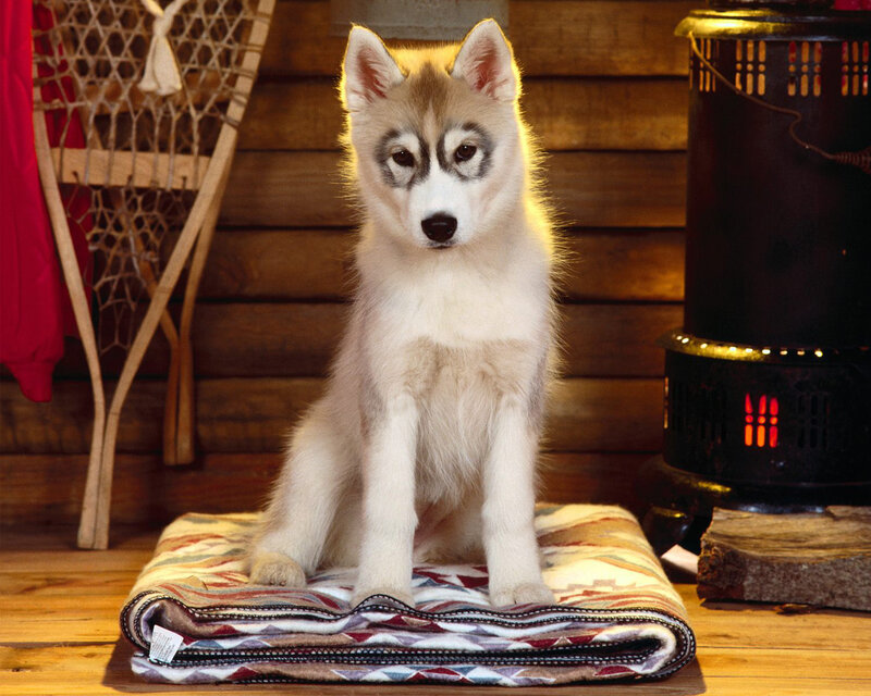 Siberian Husky puppy in cabin