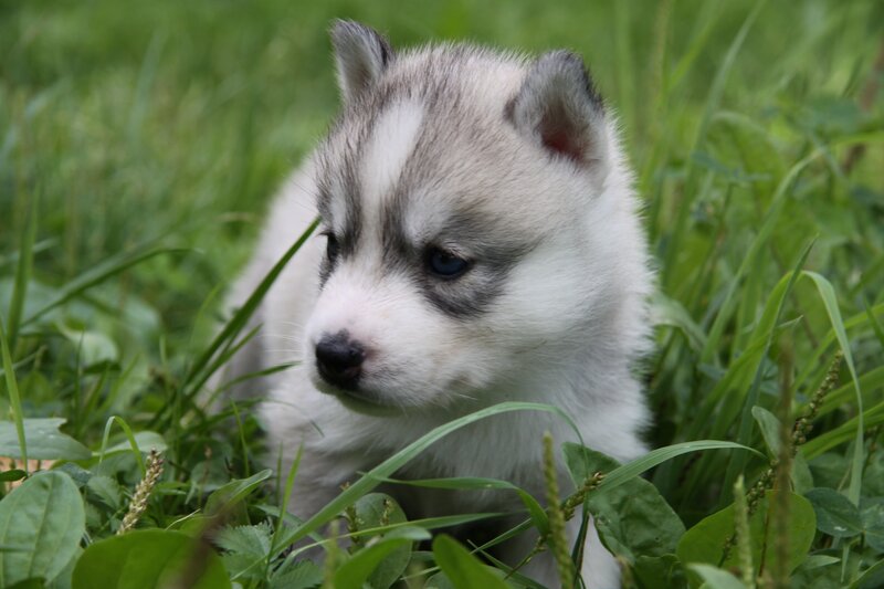Siberian Husky puppy in grass