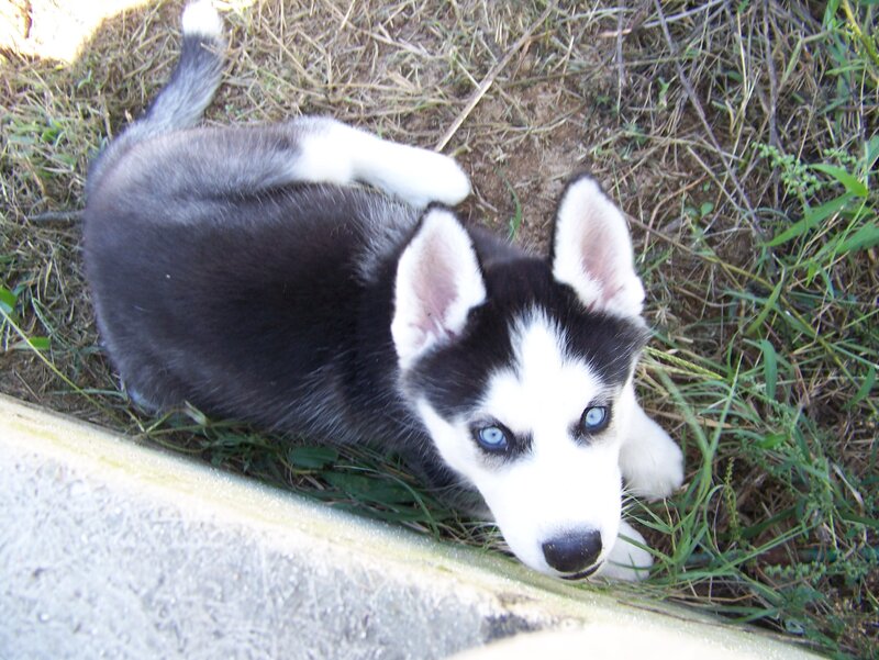 Siberian Husky puppy in grass