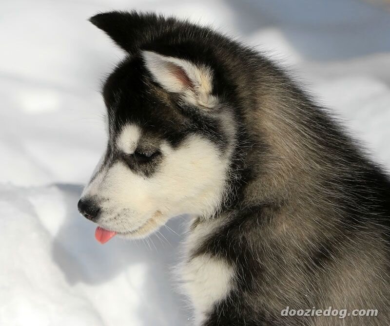 Siberian Husky puppy in snow